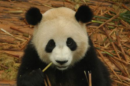 La Reserva Natural de Wolong protege a los osos pandas en su hábitat natural (clickear para agrandar imagen)
